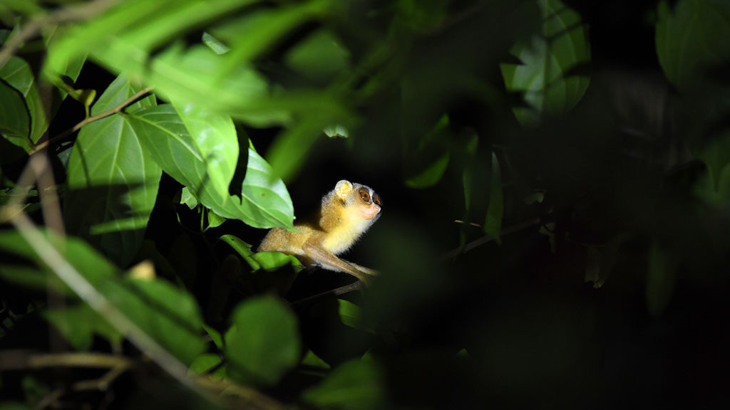 Aralam Wildlife Sanctuary - A Green Mosaic 