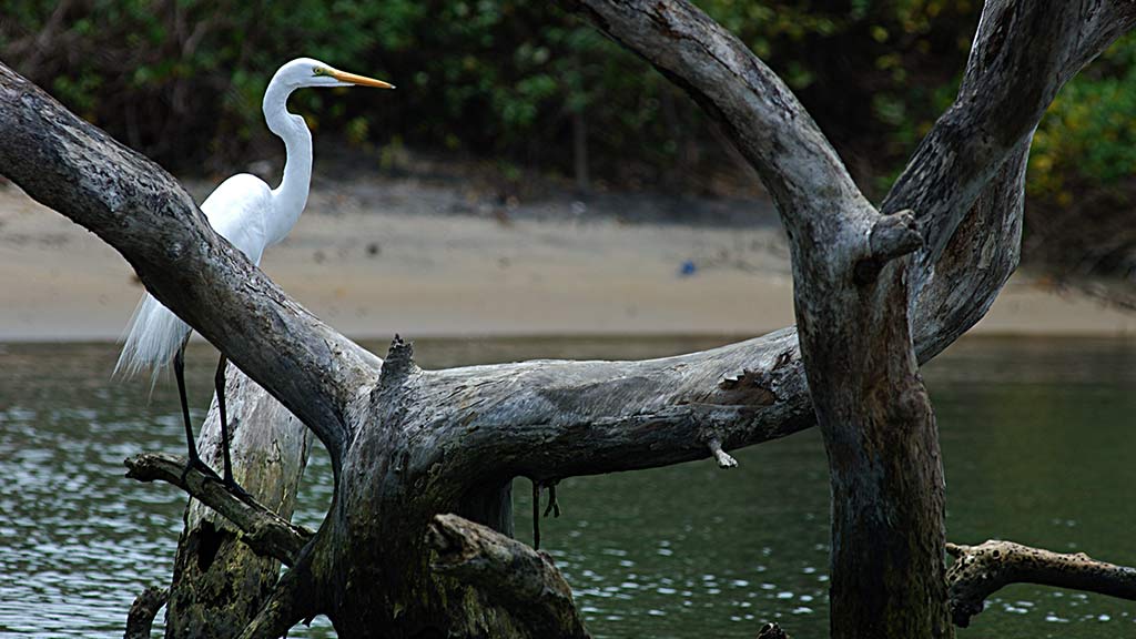 Birders’ Delight – Kadalundi Bird Sanctuary