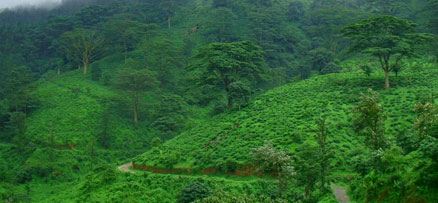 Bonacaud, a picnic spot on the lap of Western Ghats in Thiruvananthapuram, Kerala 