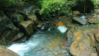 Trek to Sankhili forest in Kollam 