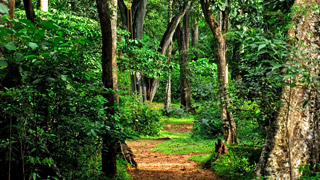 Shenduruny Wildlife Sanctuary. - Green, Wild and Alluring 