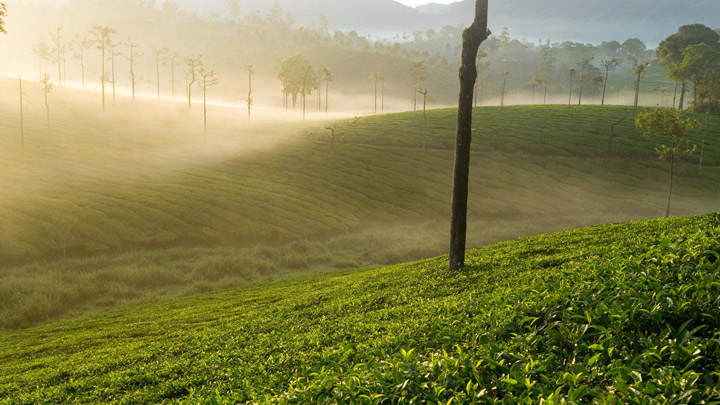 Munnar as Best Budget Travel Destination of Kerala by Trivago 