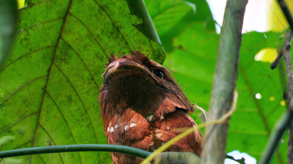 Thattekad Bird Sanctuary- A Birding Haven