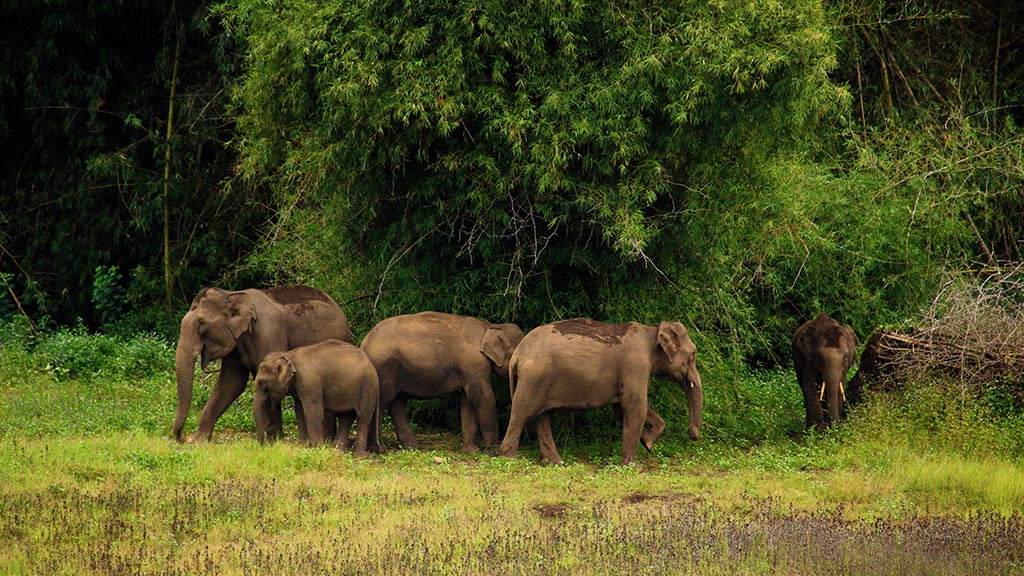 Tholpetty Wildlife Sanctuary | Wildlife Sanctuaries In Kerala | Tourist  Places In Wayanad | Kerala Tourism