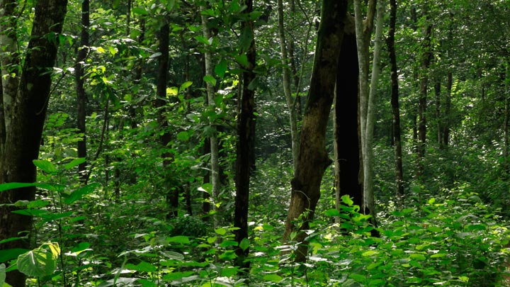 Vanaparvam Biodiversity Park at Kozhikode 