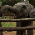 Elephant Rehabilitation Centre, Kottur- For Jumbo Memories