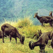 Explore Eravikulam National Park