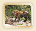Explore Parambikulam Tiger Reserve
