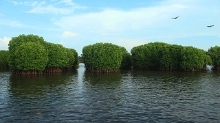 Kavvayi Backwaters - Tangled Beauty