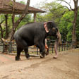 Konni Elephant Camp, Pathanamthitta