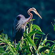 Kumarakom Bird Sanctuary, Kottayam