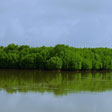 Kumbla Estuary and Mangrove Forest - A Biodiversity Hotspot