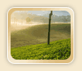 Romancing with the mist clad hills
