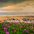 Thanni Beach, Kollam