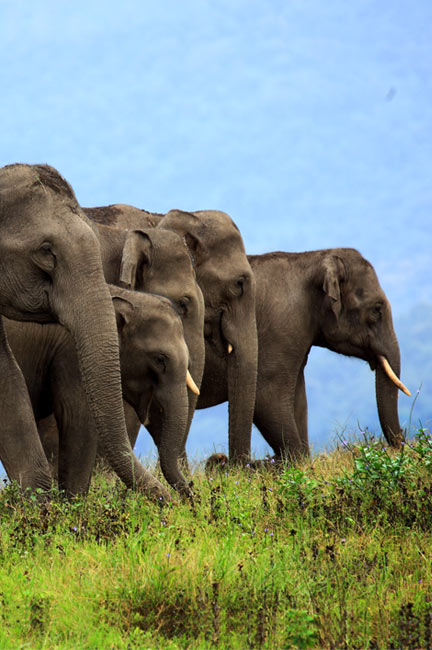 Muthanga Wildlife Sanctuary