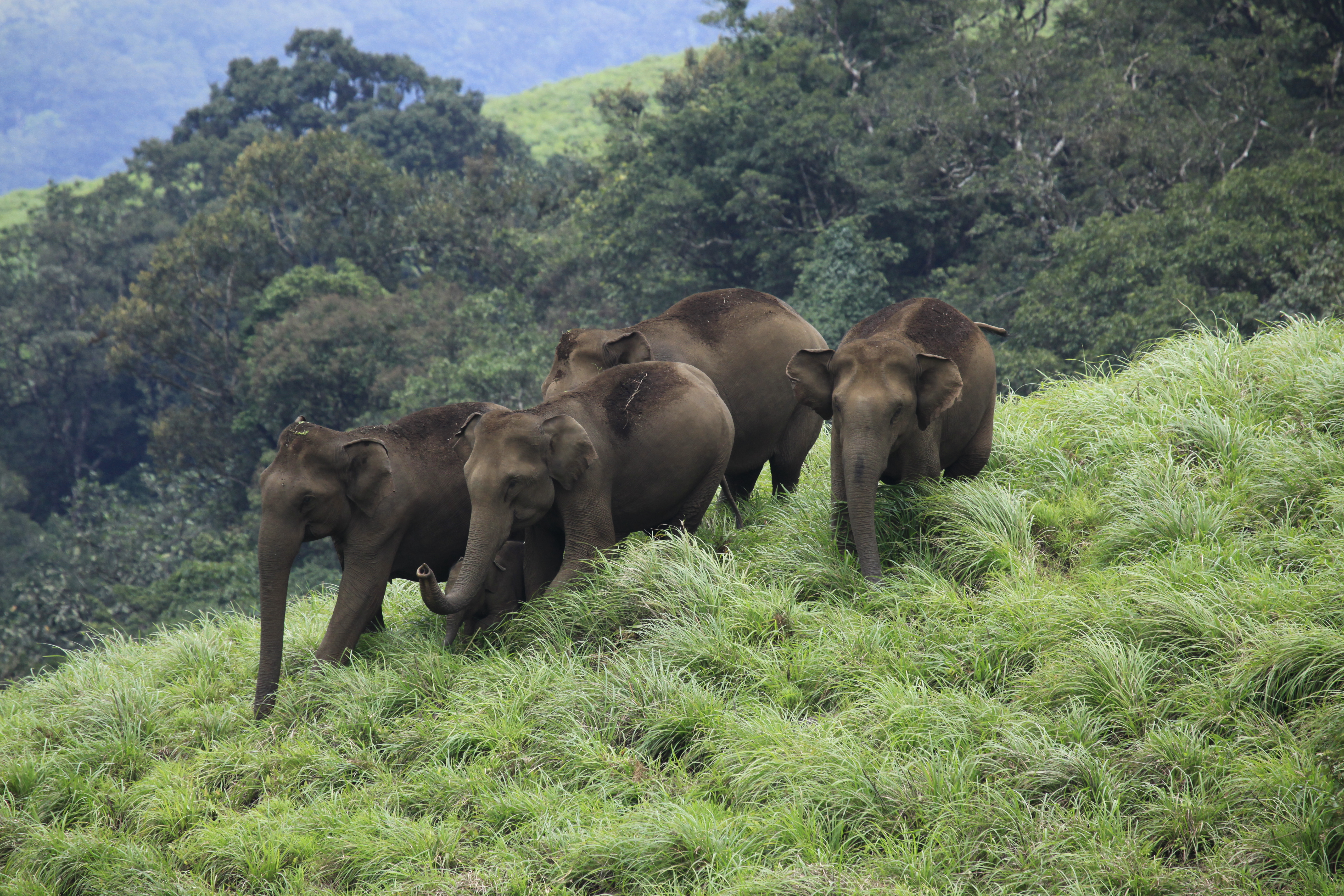 Wildlife | Kerala Tourism