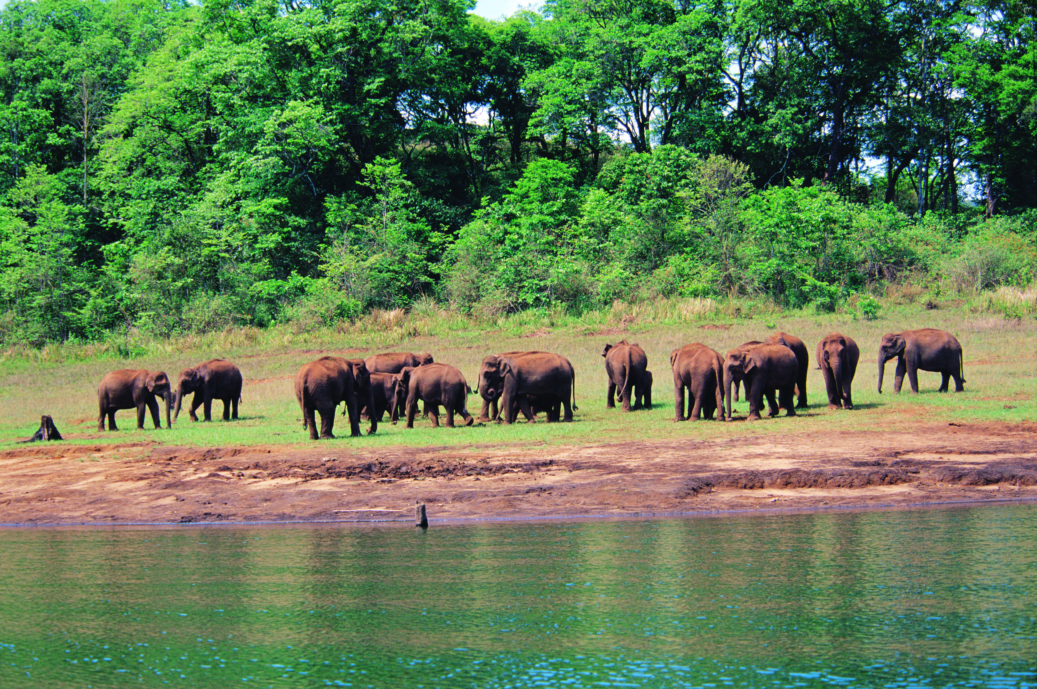 Wildlife | Kerala Tourism