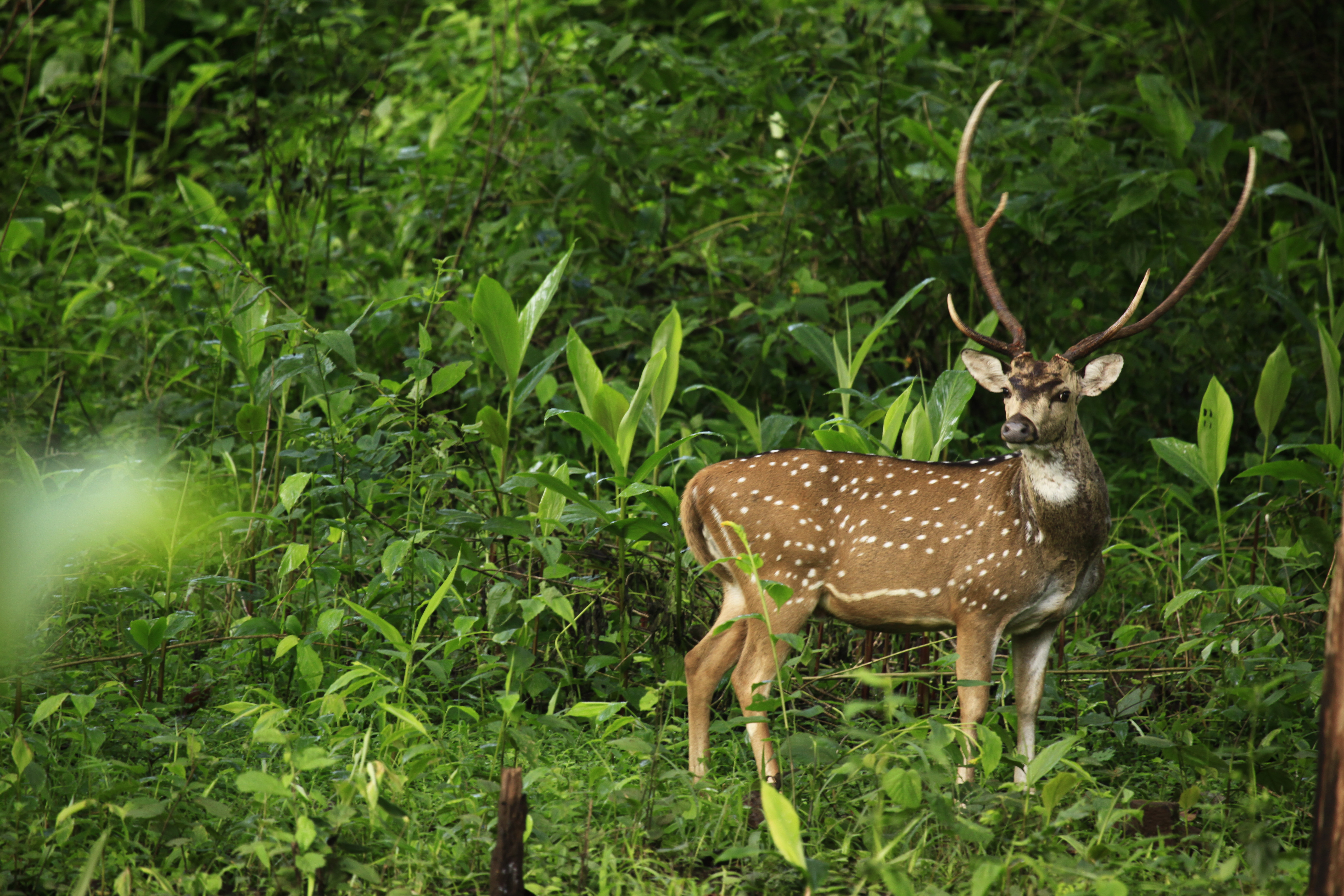 Wildlife ответы. Wildlife of Kerala. Wildlife Tour. Deer at the Elephant’s place!.