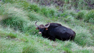 Ein grasender Bison in Thekkady