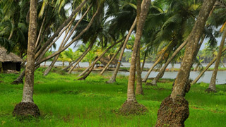 Coconut trees