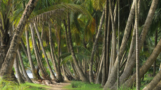 Coconut trees