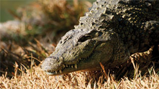 Crocodile at Neyyar