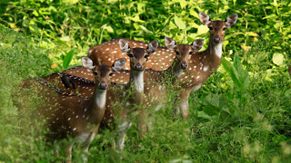 Deers, Muthanga