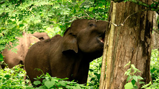 Éléphant à muthanga