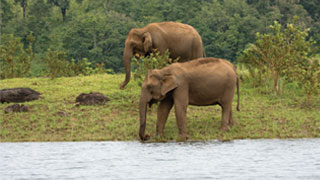 Elephants at Thekkady