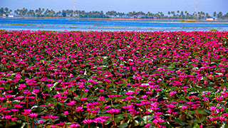 Malarickal Village Tourism, Kottayam