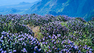 Neelakurinji blossoms in Idukki