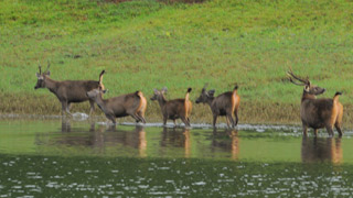 Periyar Wildlife sanctuary - 2