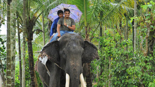 Plantation tour, Elephant Safari