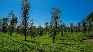 Priyadarshini Tea Environs