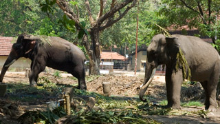 Punathoor Kotta - Elephant camp