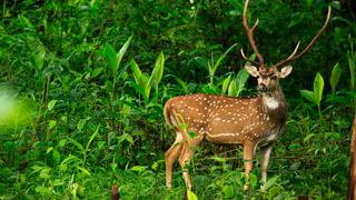 Siruvani, Palakkad 1