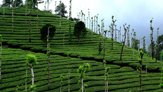 Tea Garden