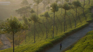 चाय के बागान, इडुक्की