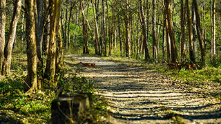 Tholpetty Wildlife Sanctuary