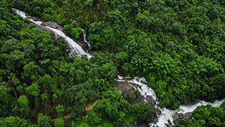 Thusharagiri Waterfalls enveloped in lush greenery