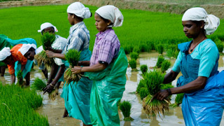 Village life Wayanad