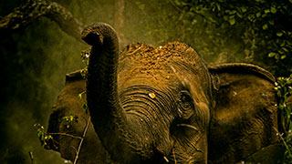 Wild elephant at Parambikulam Wildlife Sanctuary