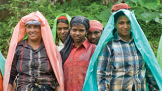 Women labourers at a plantation