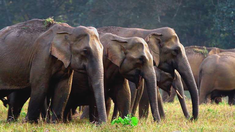 Parambikulam Wildlife Sanctuary