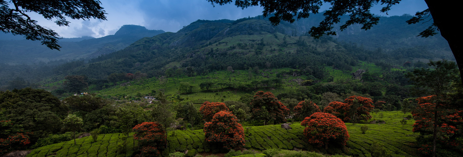 Munnar Hills