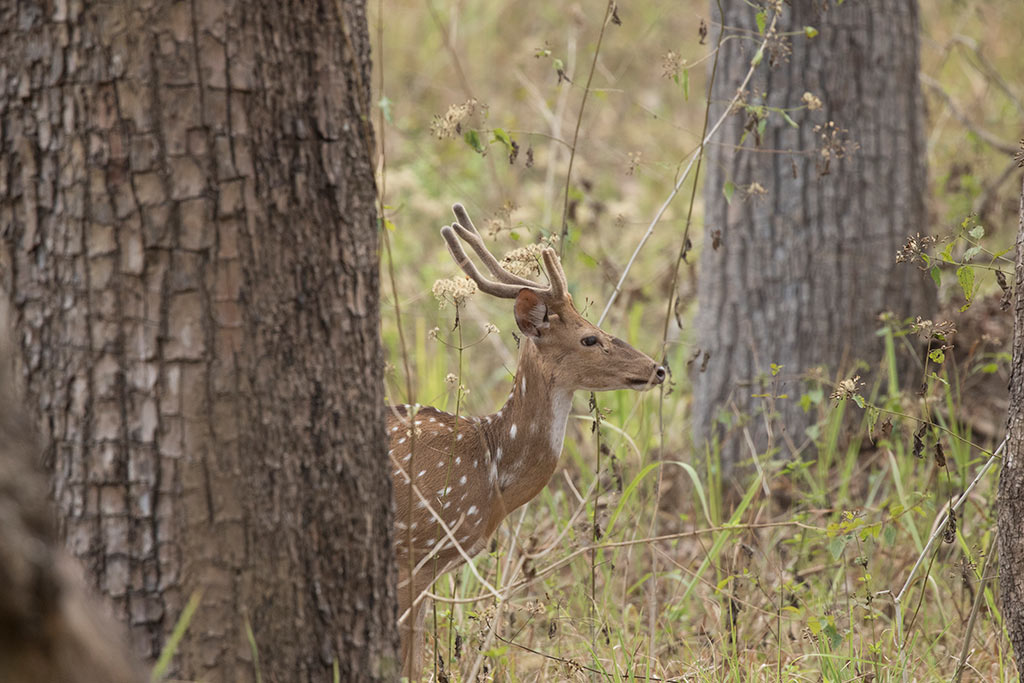Deer inside Muthanga | Wayanad Wildlife Sanctuary