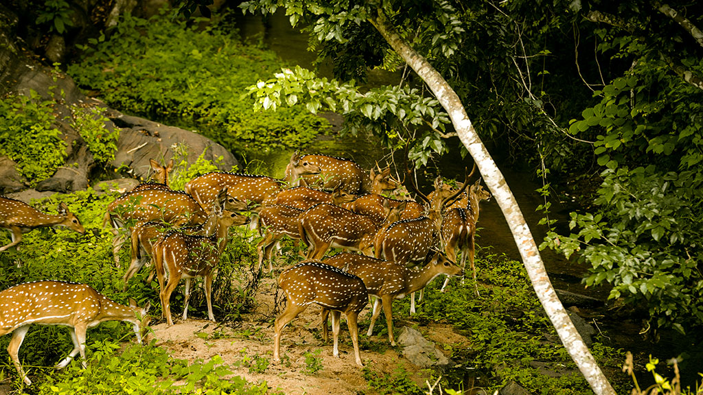 Herd of spotted deer at Parambikulam Tiger Reserve