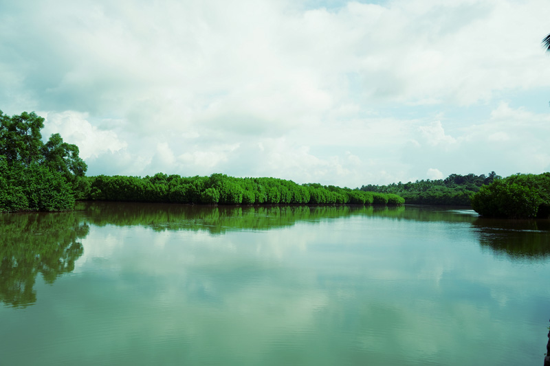 Kumbla Mangrove Forest