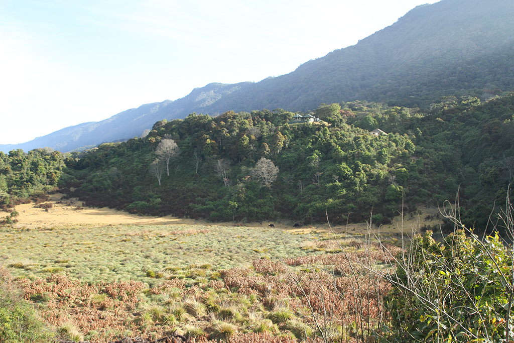 Meadows inside the park | Pampadum Shola National Park