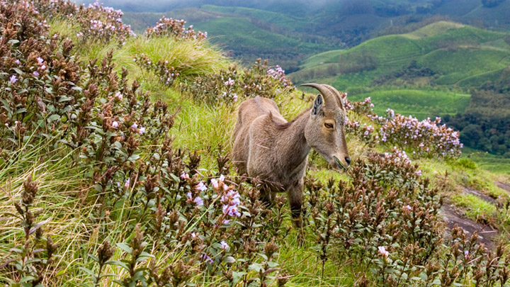 Neelakurinji and Nilgiri Tahr in Munnar